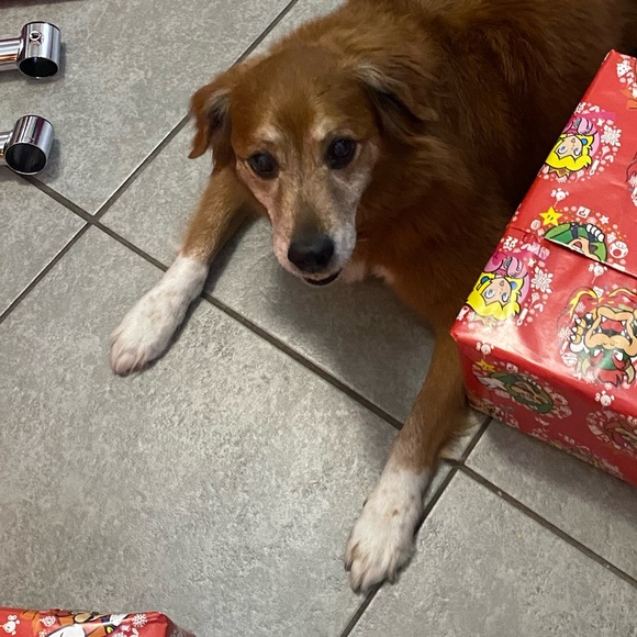 Meet your Posher, Valeria - Picture 1 of 1